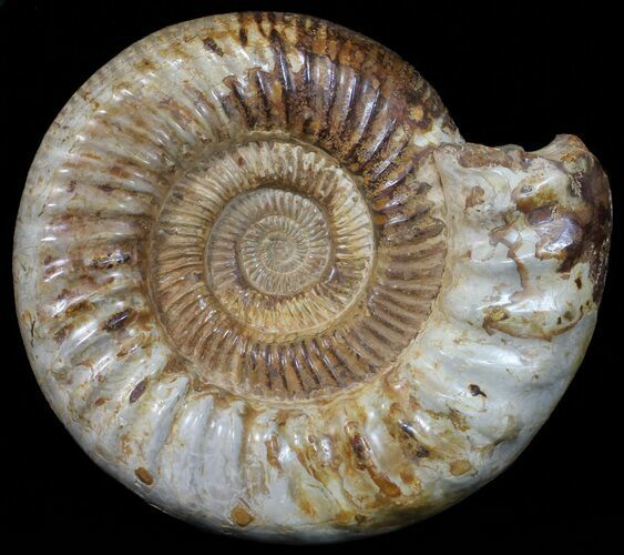 Wide Jurassic Ammonite Fossil - Madagascar #59614